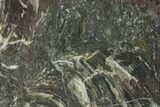 Polished Neoproterozoic Stromatolite (Minjaria) Slab - Russia #363048-1